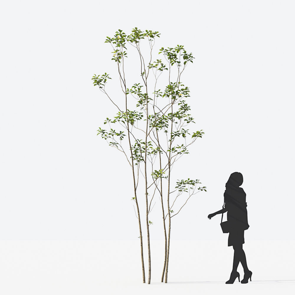 Small Tree Collection - Include GrowFX and Mesh file 3D model_42
