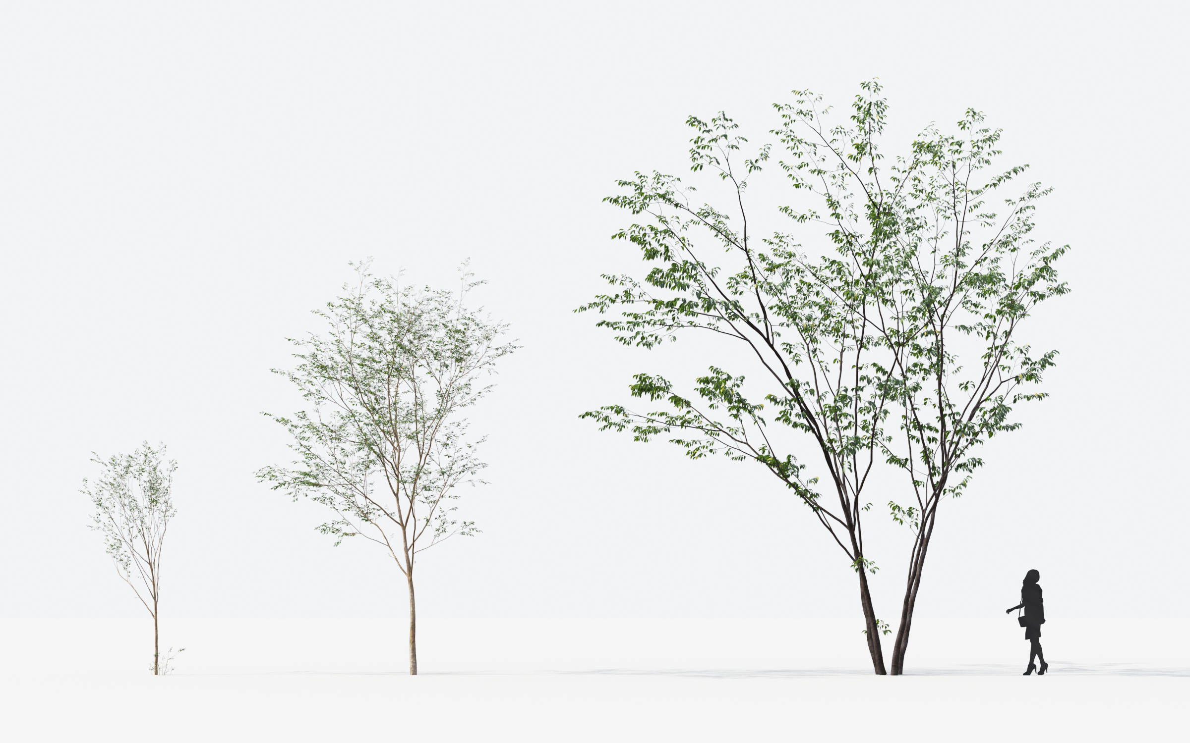 Small Tree Collection - Include GrowFX and Mesh file 3D model_45