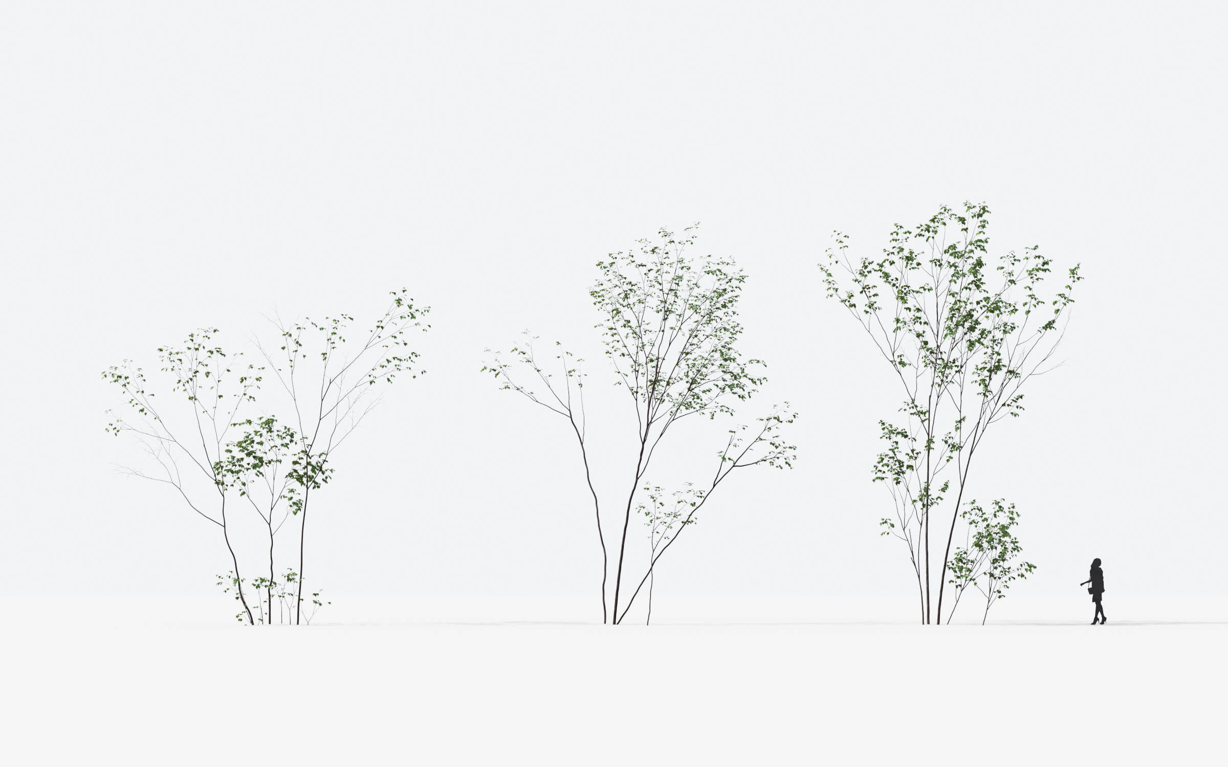 Small Tree Collection - Include GrowFX and Mesh file 3D model_65