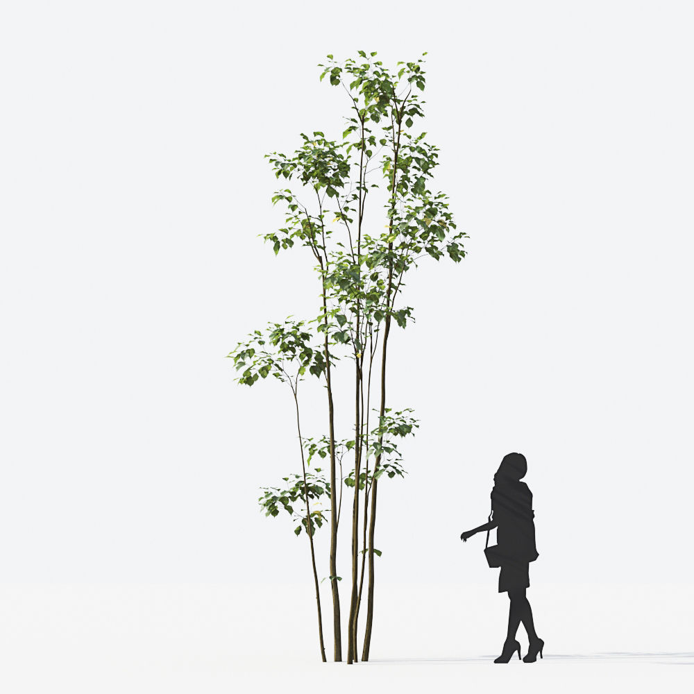 Small Tree Collection - Include GrowFX and Mesh file 3D model_40