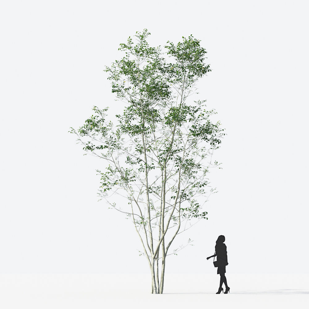 Small Tree Collection - Include GrowFX and Mesh file 3D model_35