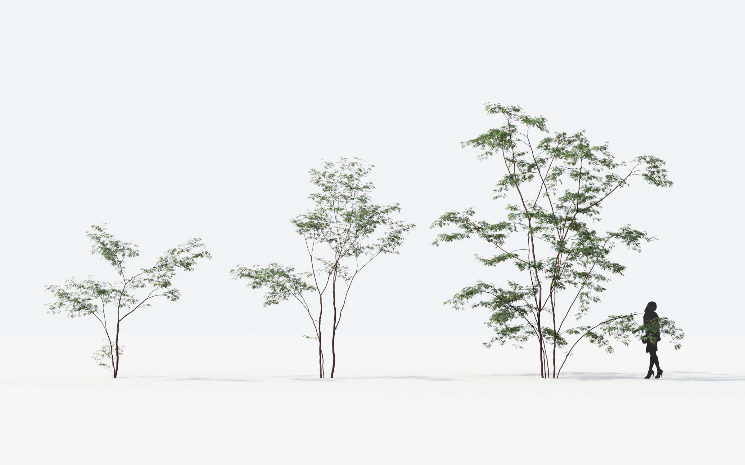 Small Tree Collection - Include GrowFX and Mesh file 3D model_57