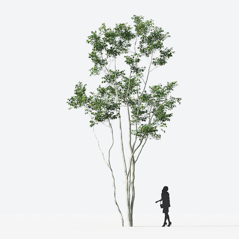 Small Tree Collection - Include GrowFX and Mesh file 3D model_36