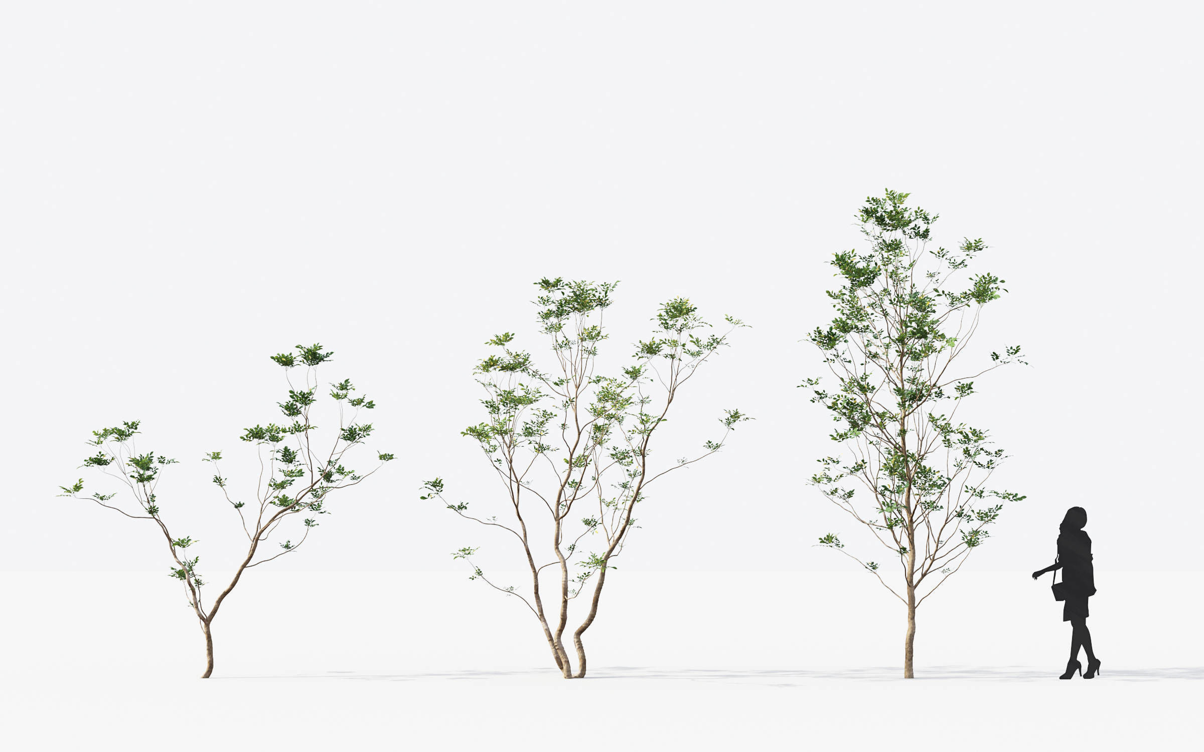 Small Tree Collection - Include GrowFX and Mesh file 3D model_13