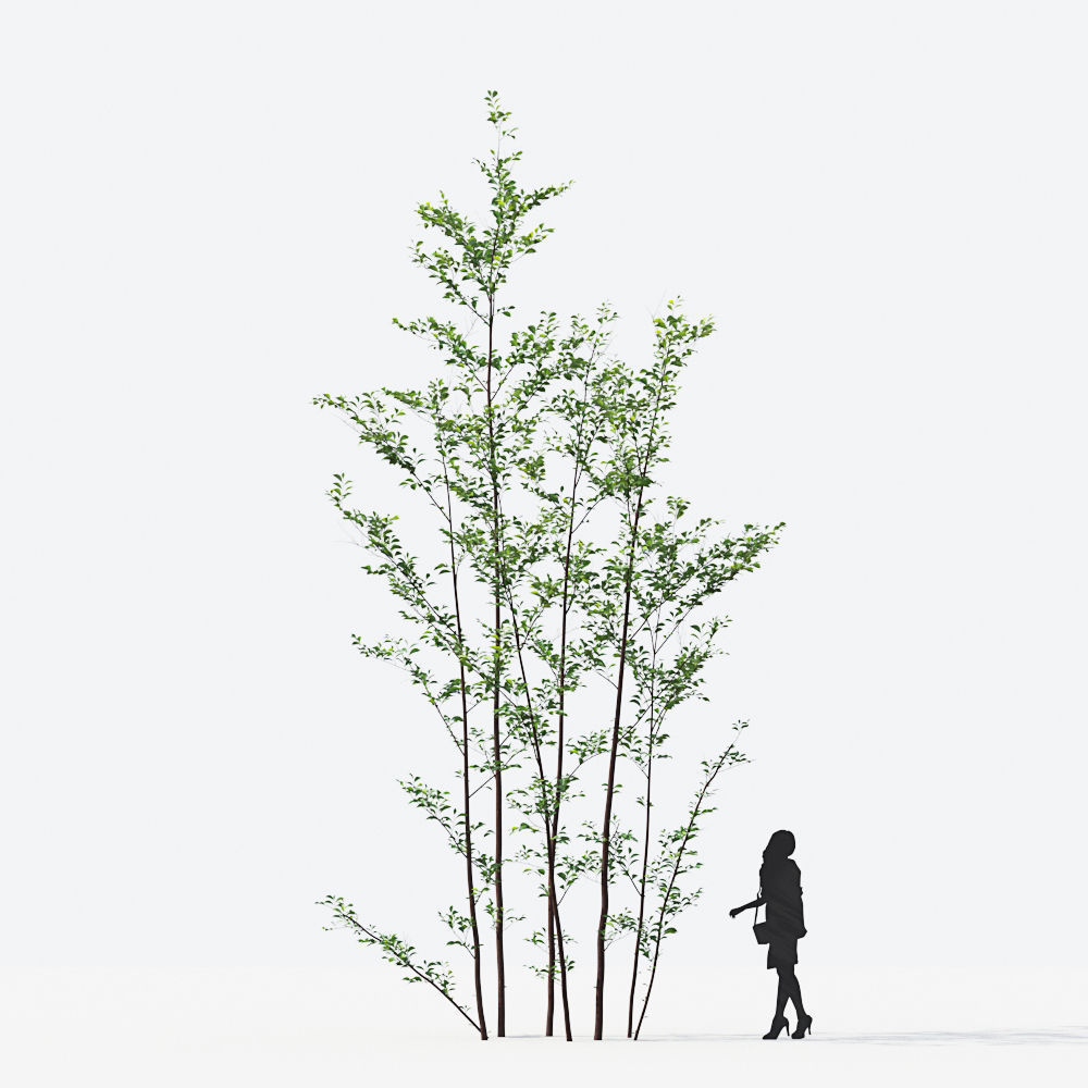 Small Tree Collection - Include GrowFX and Mesh file 3D model_28