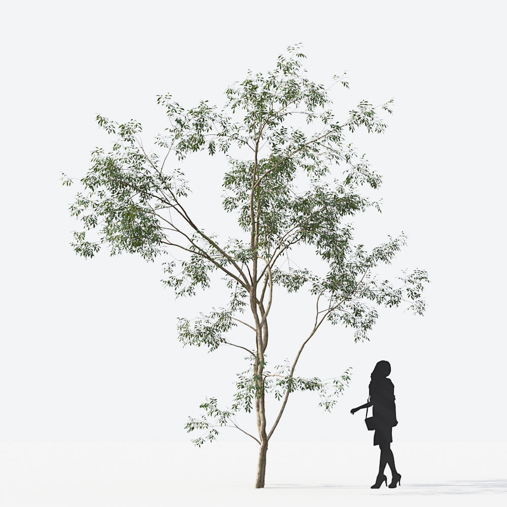 Small Tree Collection - Include GrowFX and Mesh file 3D model_51