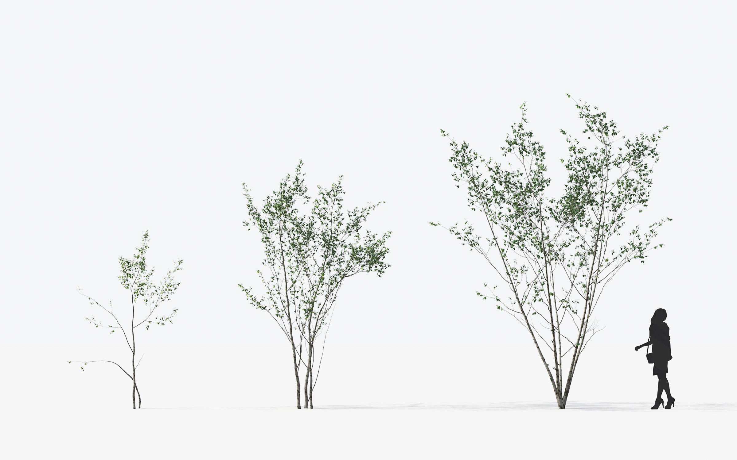 Small Tree Collection - Include GrowFX and Mesh file 3D model_21