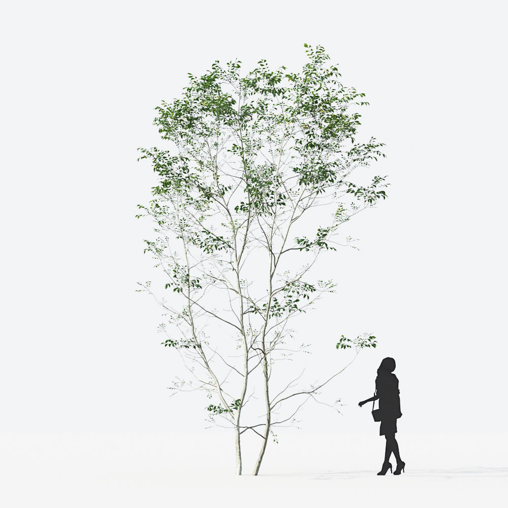Small Tree Collection - Include GrowFX and Mesh file 3D model_34
