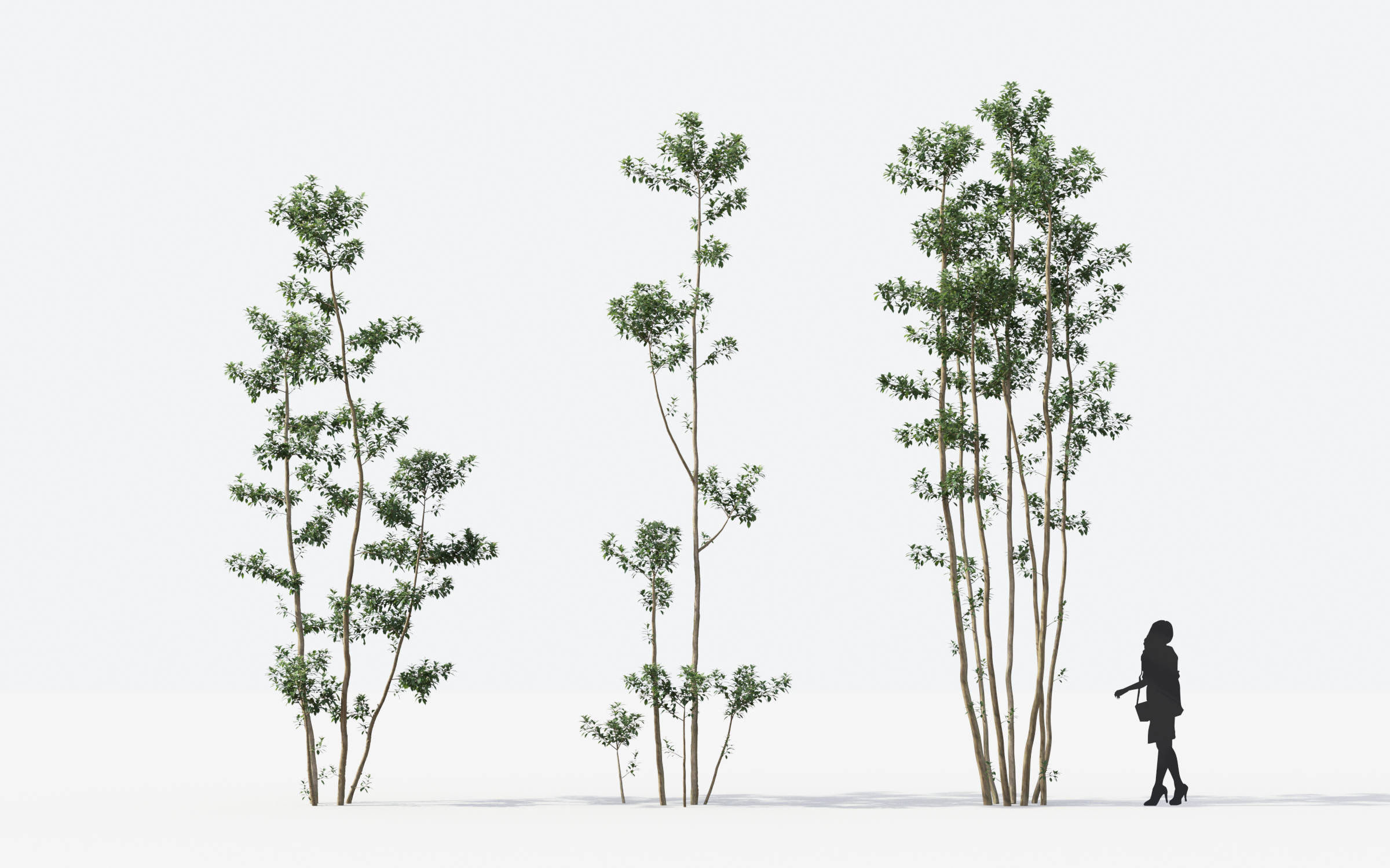 Small Tree Collection - Include GrowFX and Mesh file 3D model_61