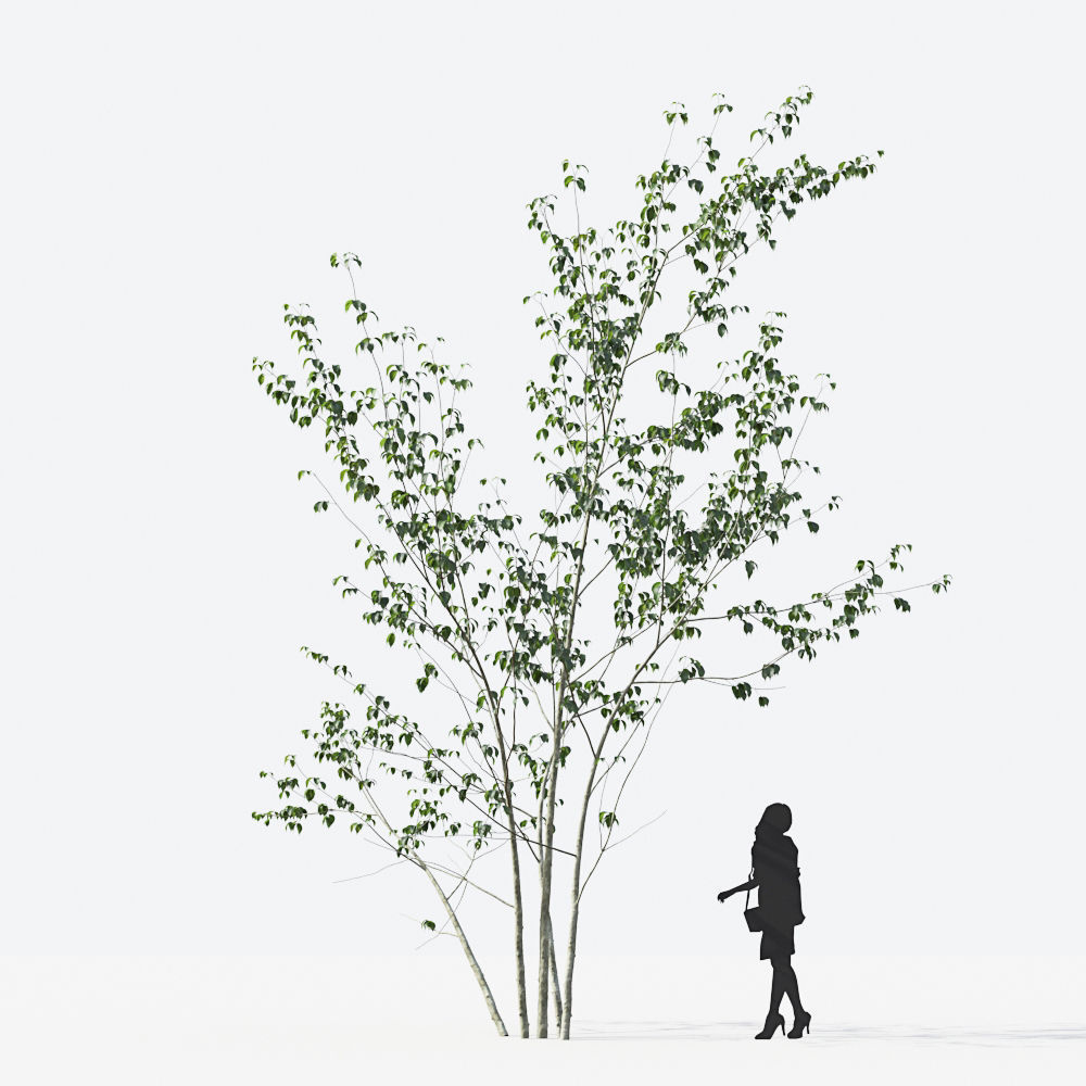 Small Tree Collection - Include GrowFX and Mesh file 3D model_20