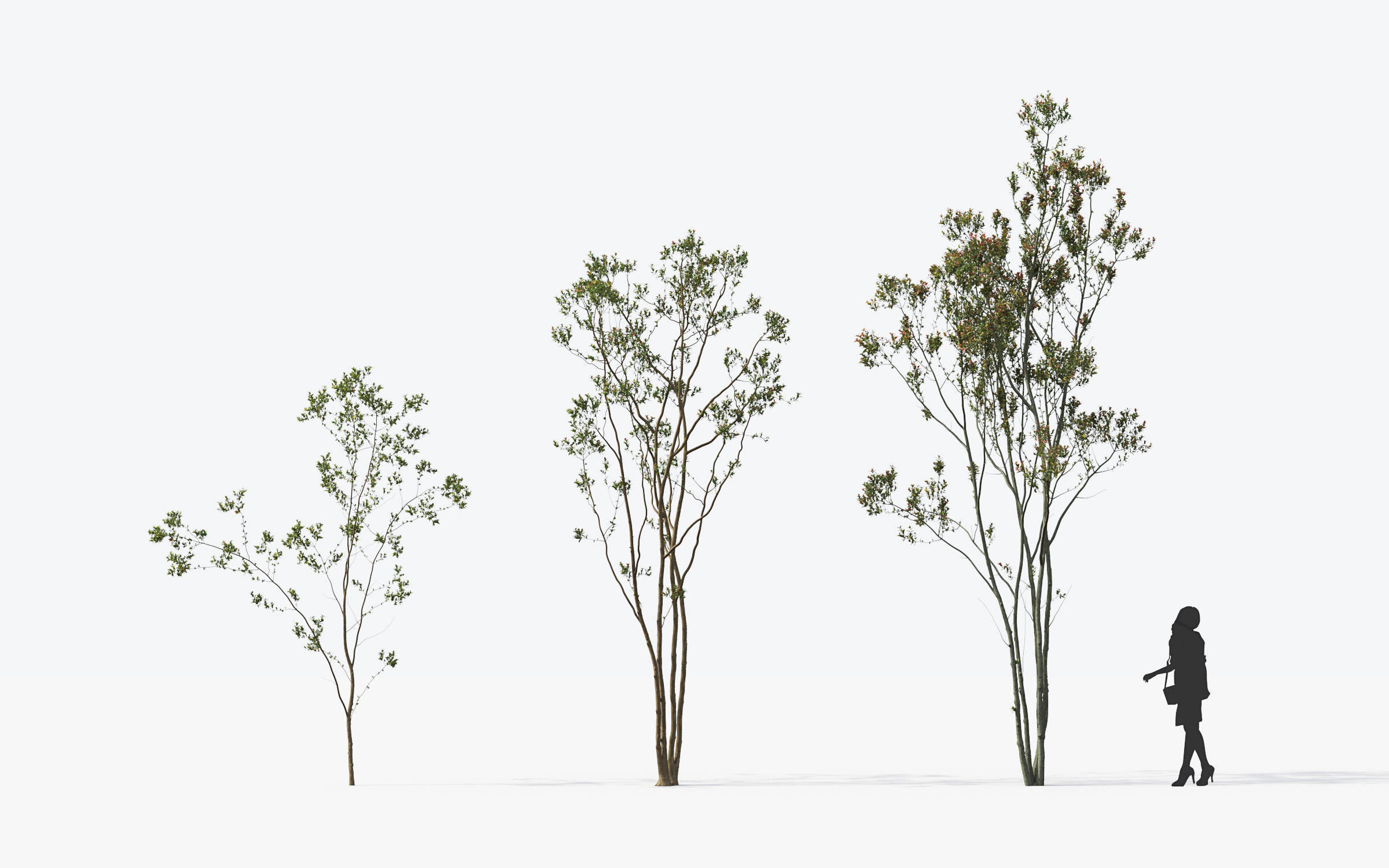 Small Tree Collection - Include GrowFX and Mesh file 3D model_9