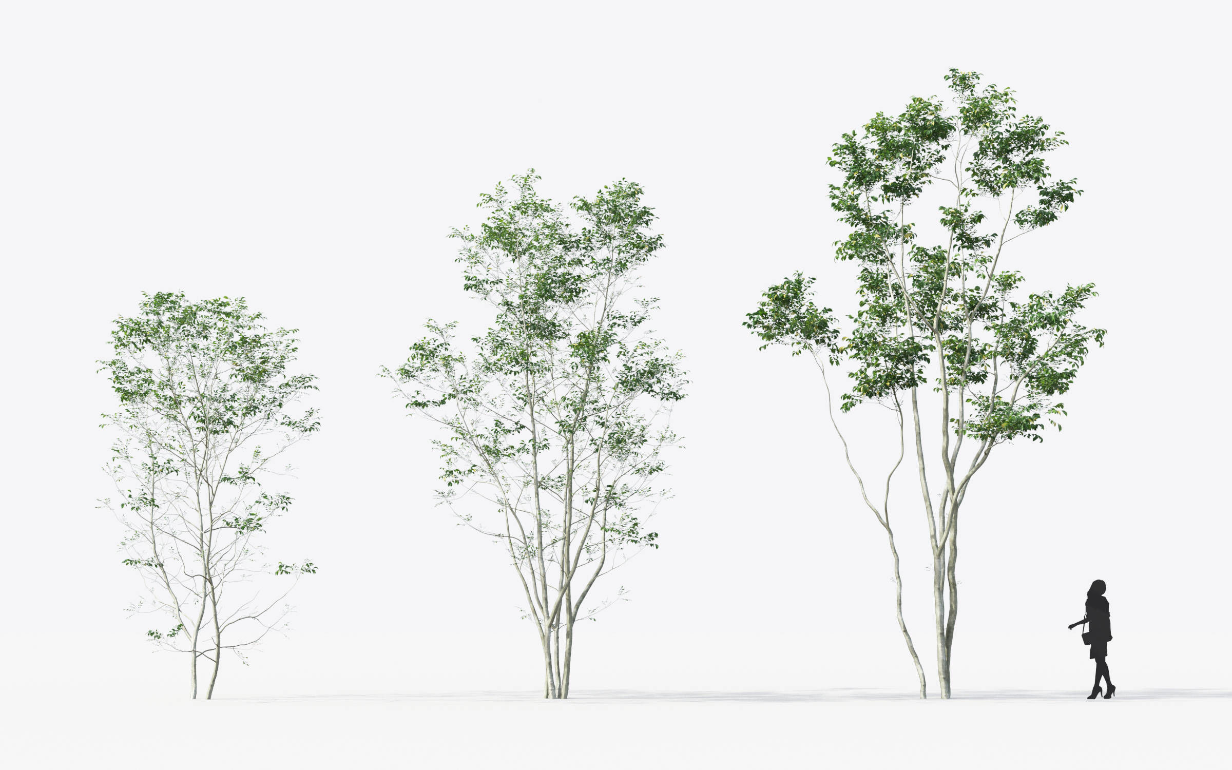 Small Tree Collection - Include GrowFX and Mesh file 3D model_33