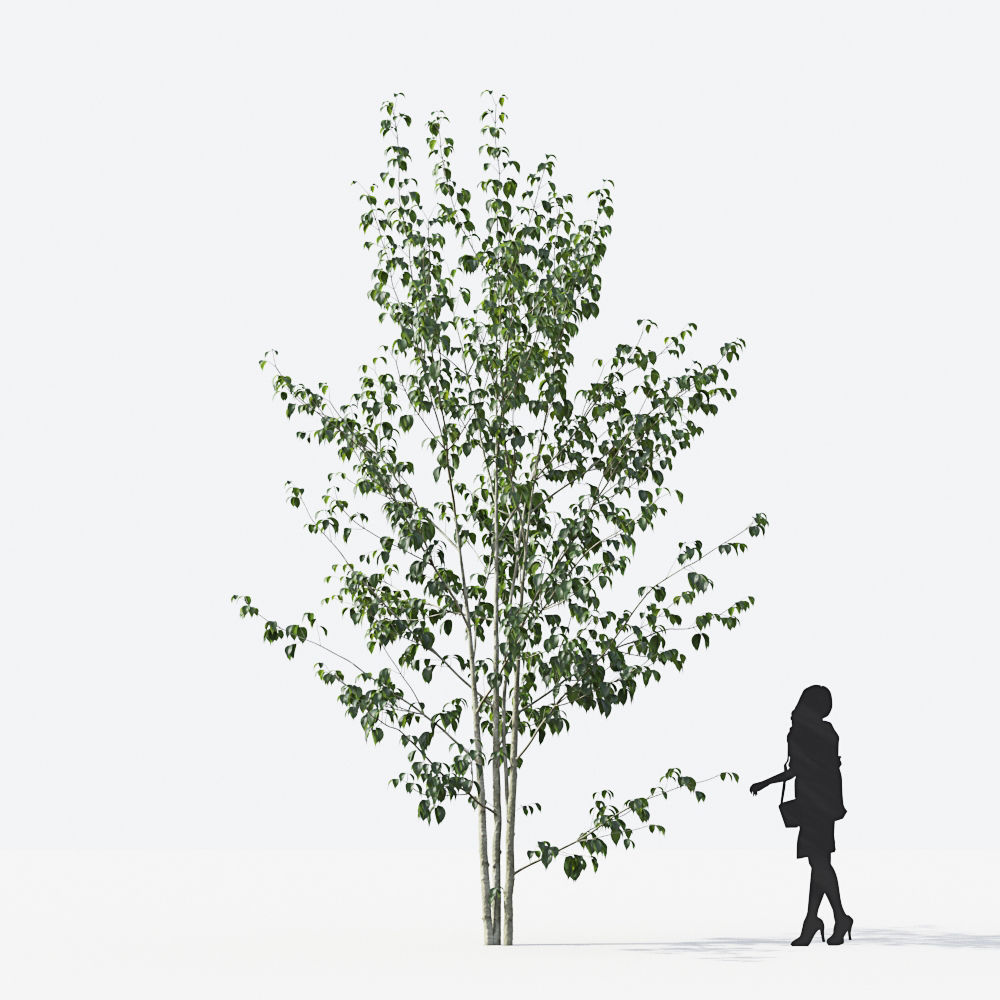 Small Tree Collection - Include GrowFX and Mesh file 3D model_19