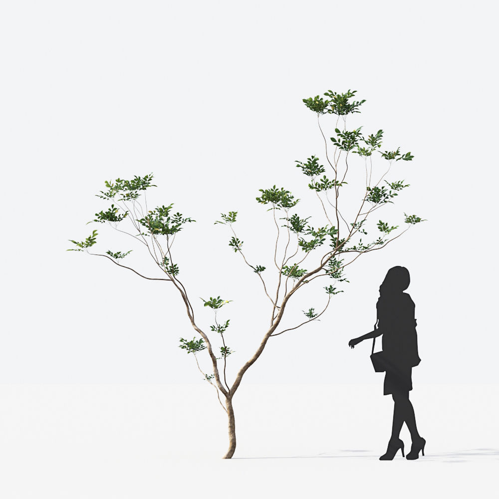 Small Tree Collection - Include GrowFX and Mesh file 3D model_14