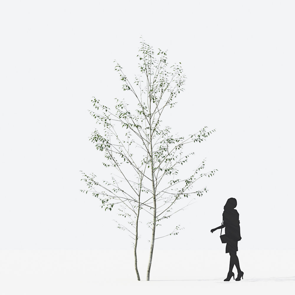 Small Tree Collection - Include GrowFX and Mesh file 3D model_54