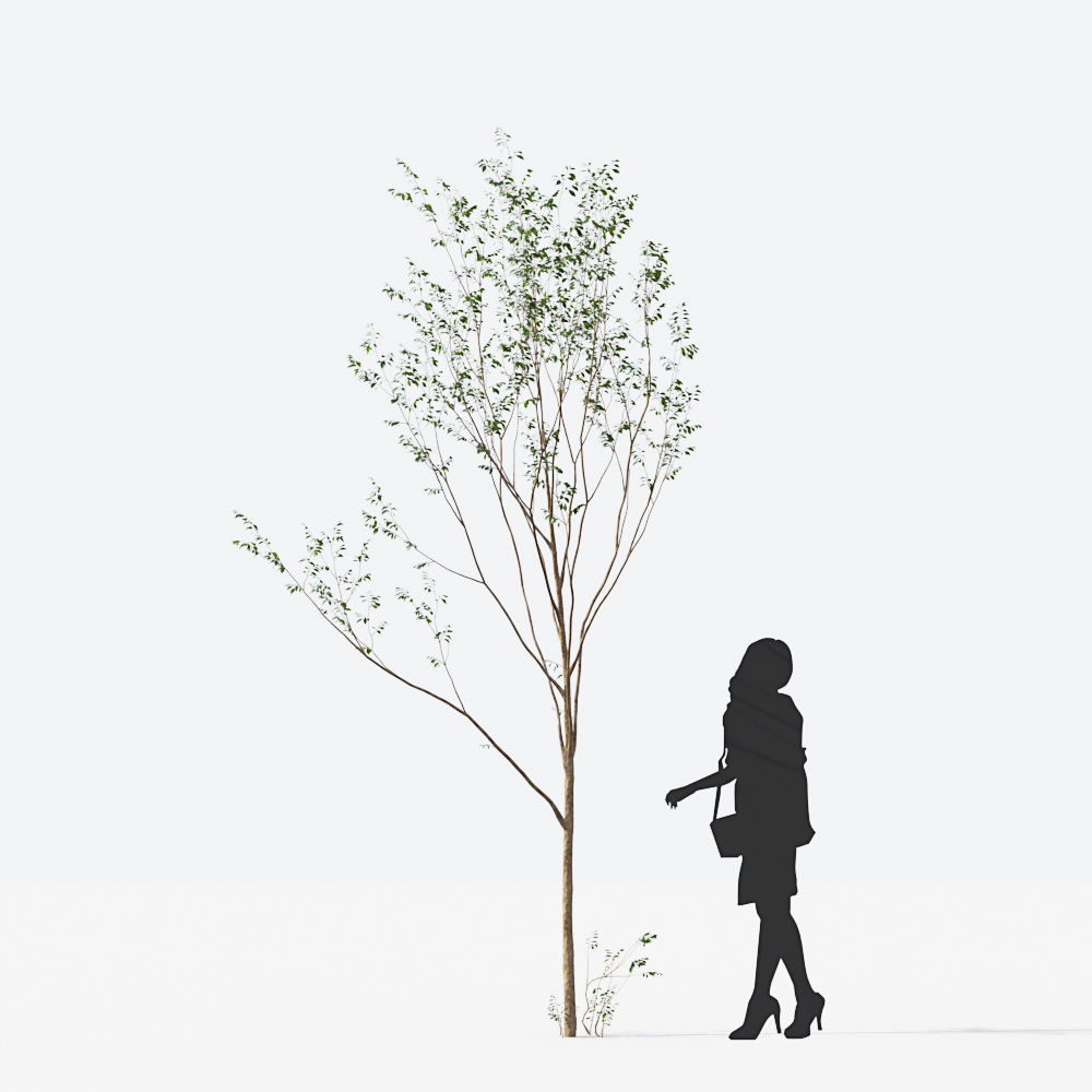 Small Tree Collection - Include GrowFX and Mesh file 3D model_46