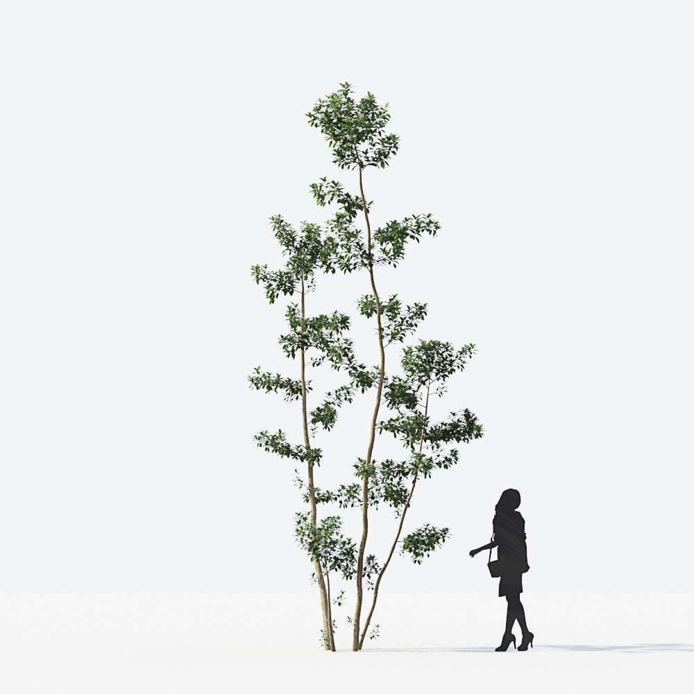 Small Tree Collection - Include GrowFX and Mesh file 3D model_62