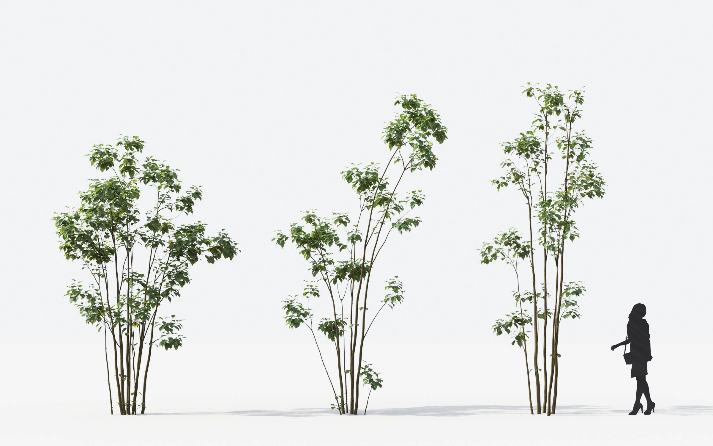 Small Tree Collection - Include GrowFX and Mesh file 3D model_37
