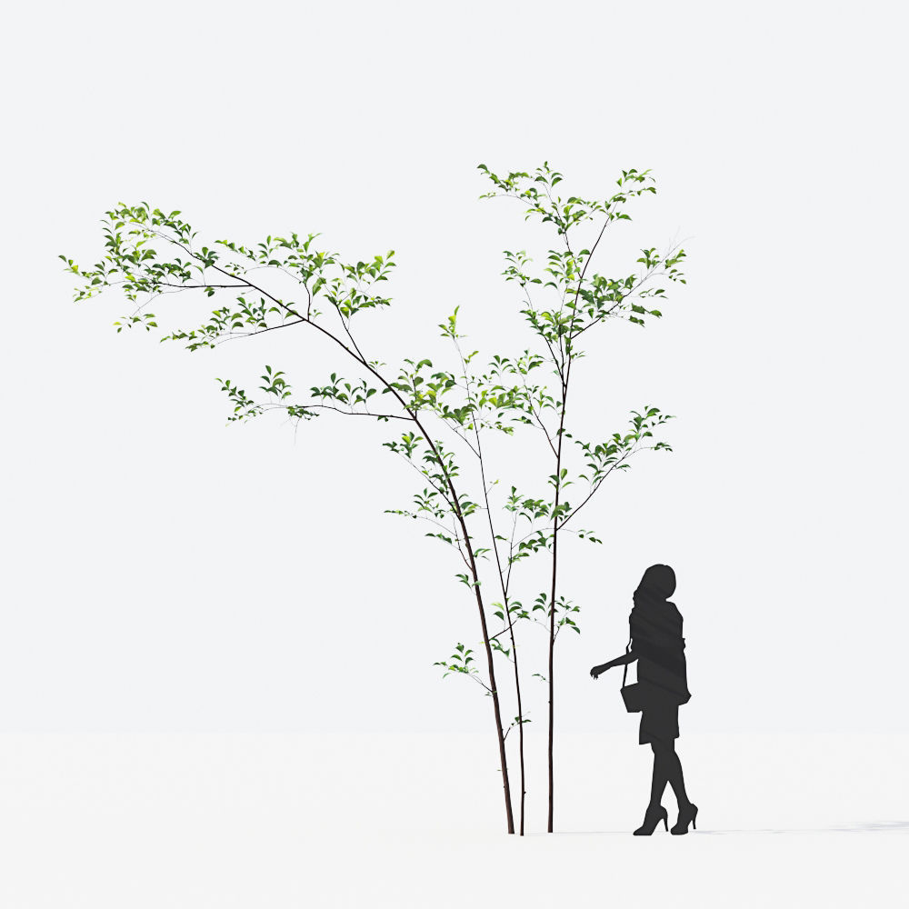 Small Tree Collection - Include GrowFX and Mesh file 3D model_26
