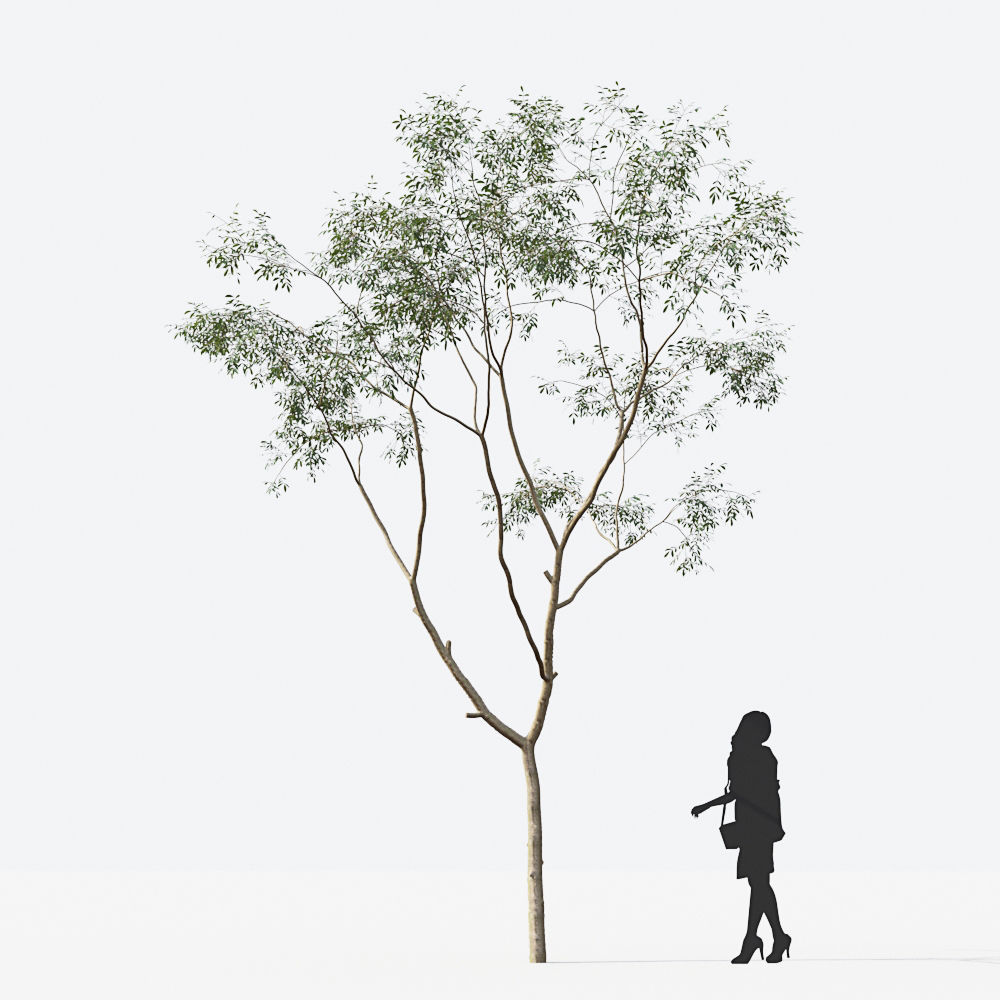 Small Tree Collection - Include GrowFX and Mesh file 3D model_52