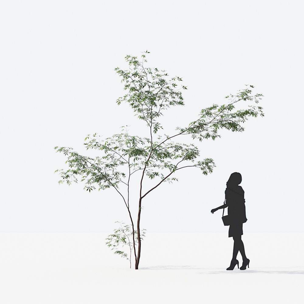 Small Tree Collection - Include GrowFX and Mesh file 3D model_58