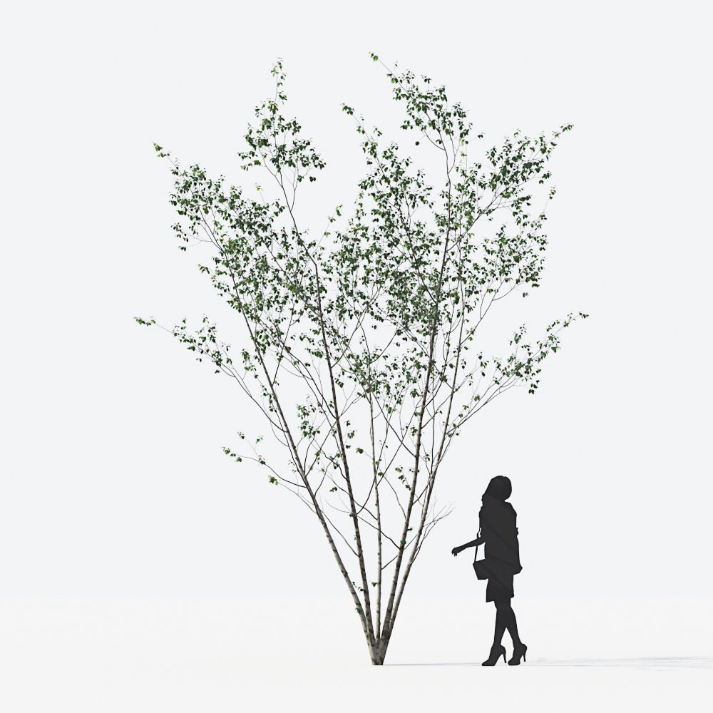 Small Tree Collection - Include GrowFX and Mesh file 3D model_24