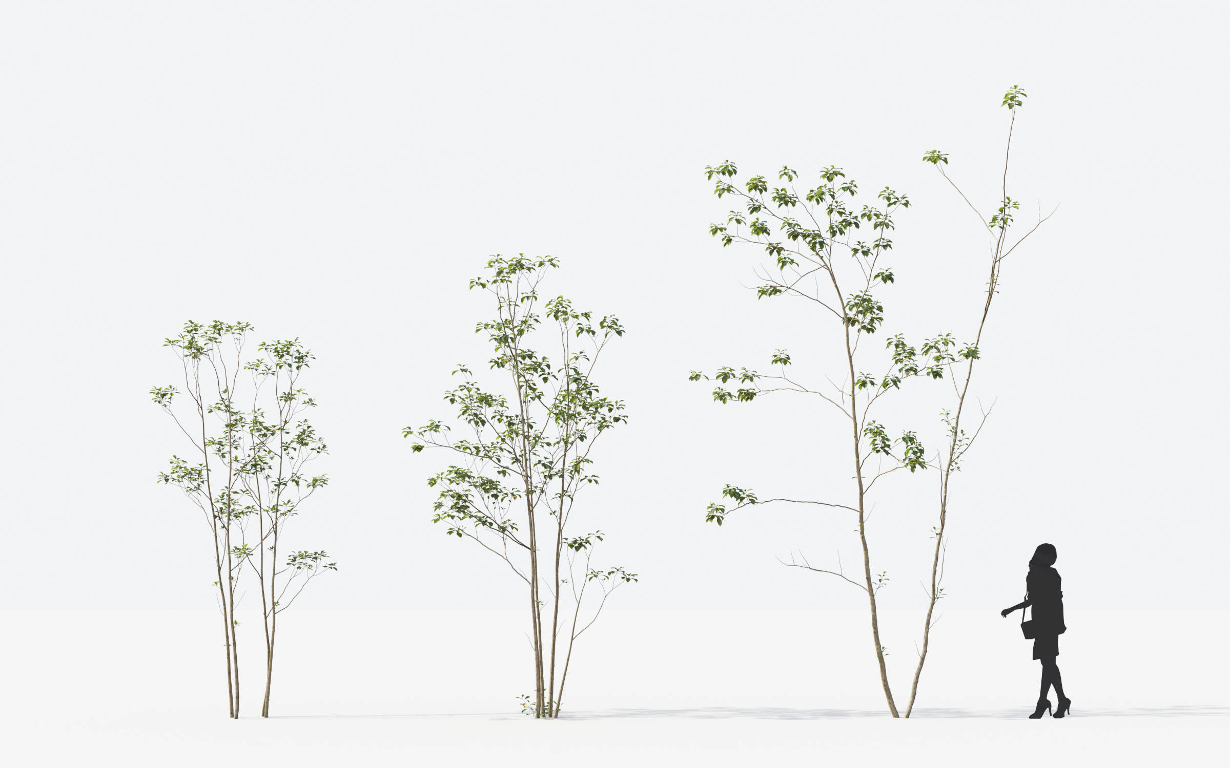 Small Tree Collection - Include GrowFX and Mesh file 3D model_41