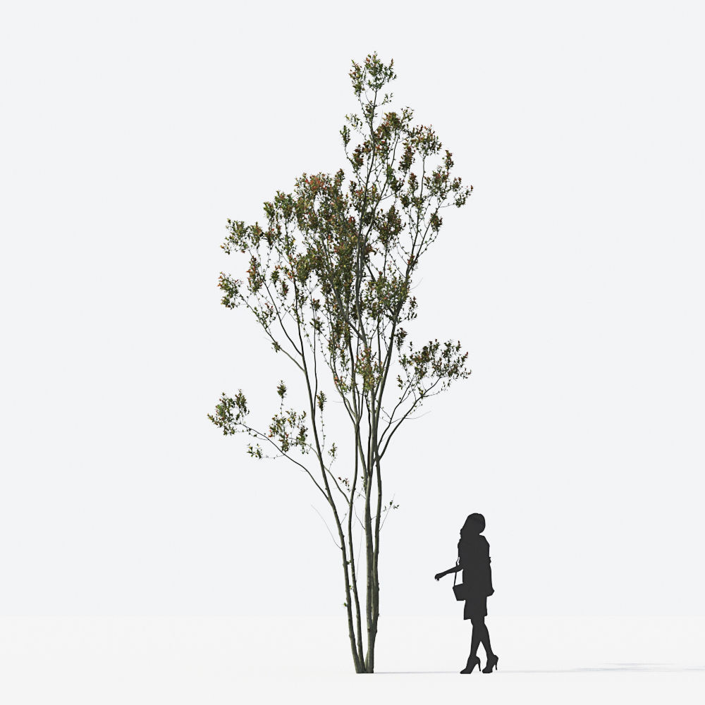 Small Tree Collection - Include GrowFX and Mesh file 3D model_12