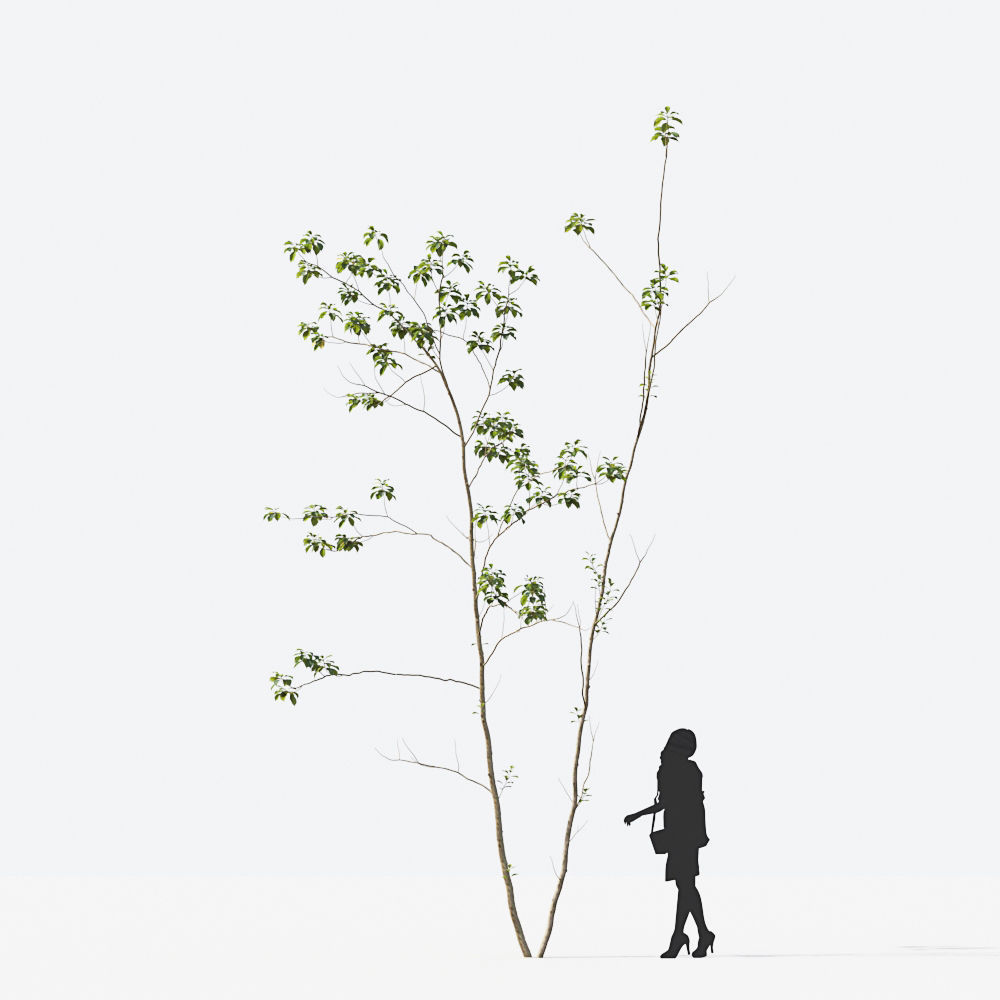 Small Tree Collection - Include GrowFX and Mesh file 3D model_44