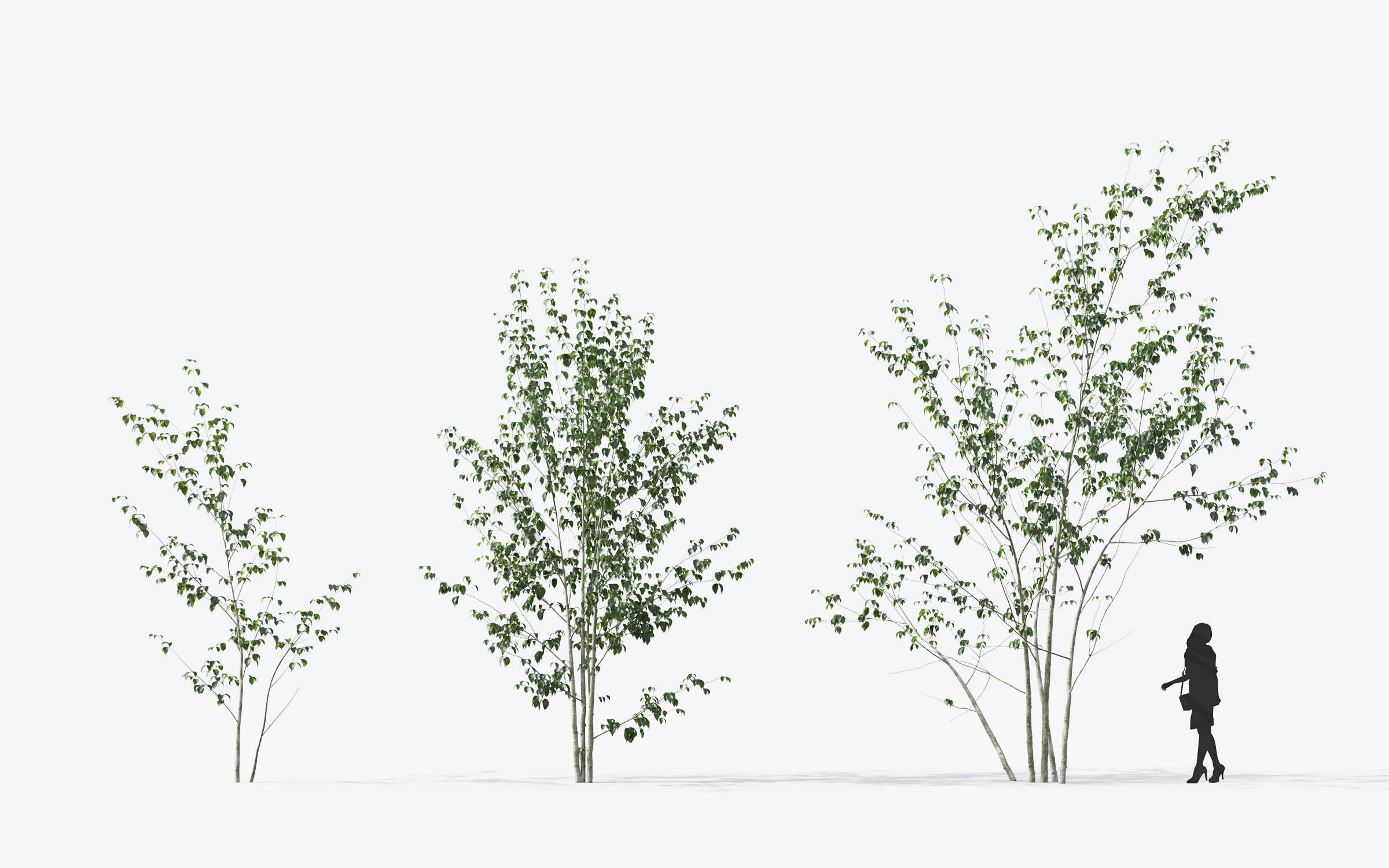 Small Tree Collection - Include GrowFX and Mesh file 3D model_17