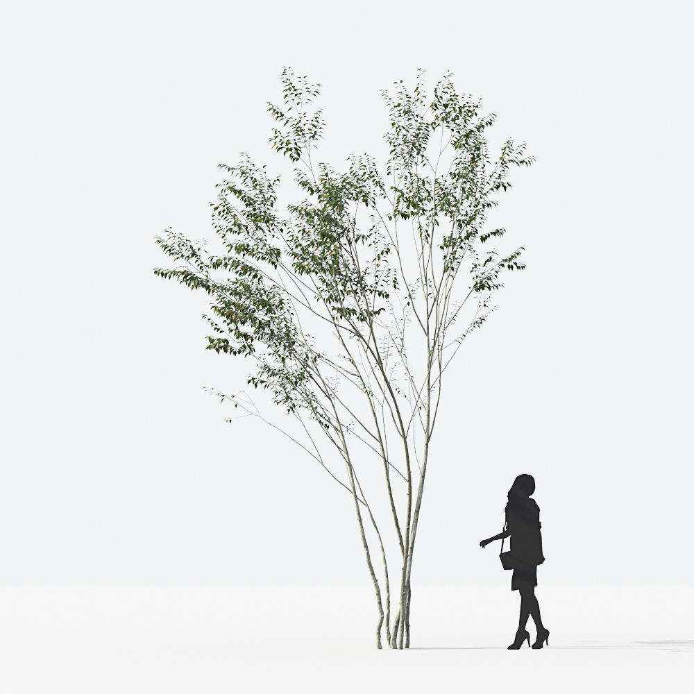 Small Tree Collection - Include GrowFX and Mesh file 3D model_56