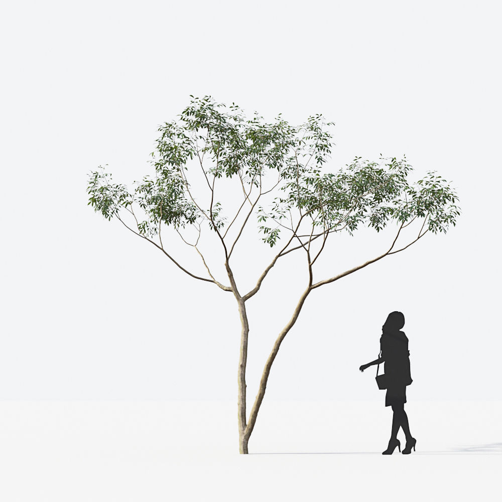 Small Tree Collection - Include GrowFX and Mesh file 3D model_50