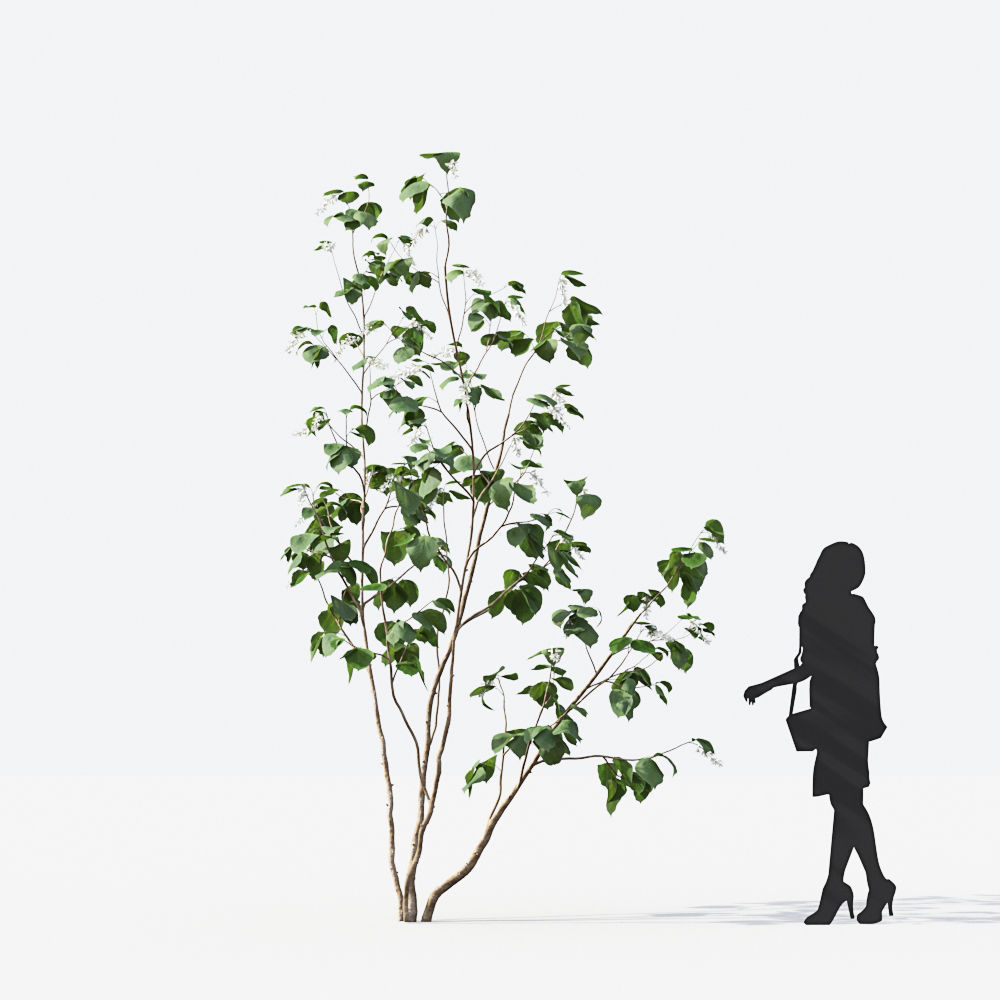 Small Tree Collection - Include GrowFX and Mesh file 3D model_6