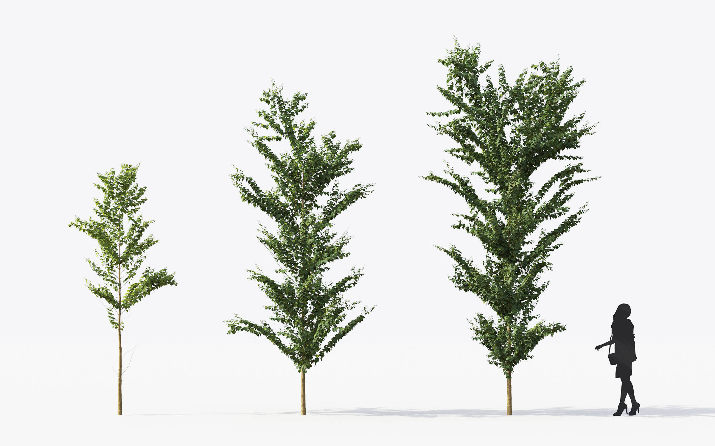Small Tree Collection - Include GrowFX and Mesh file 3D model_29