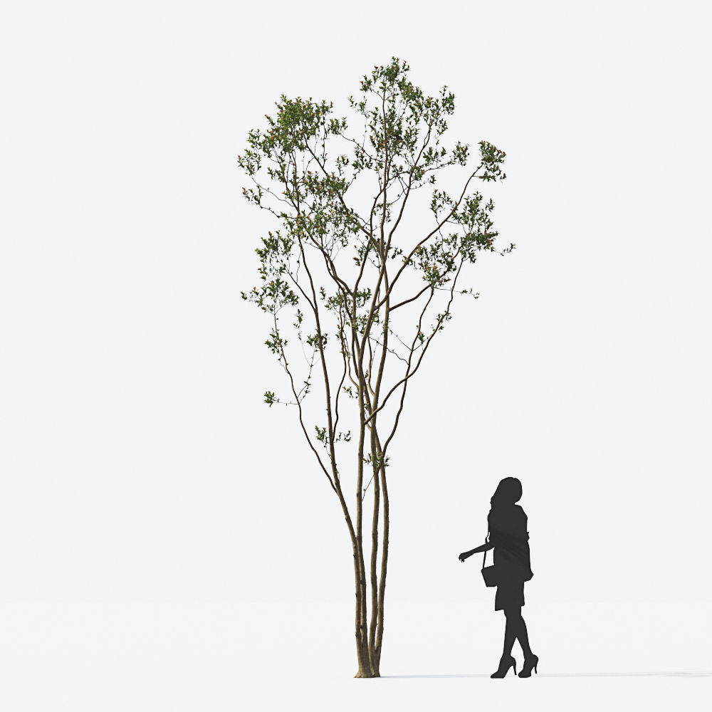 Small Tree Collection - Include GrowFX and Mesh file 3D model_11