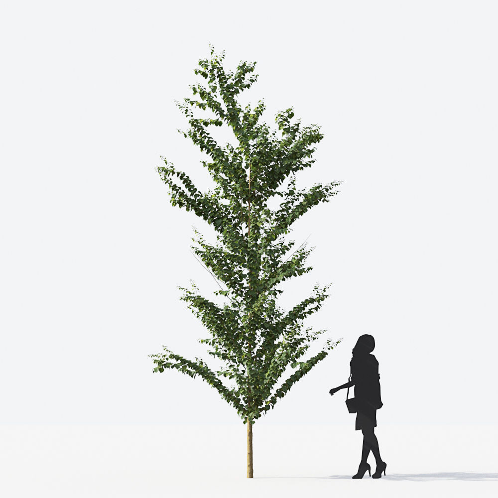 Small Tree Collection - Include GrowFX and Mesh file 3D model_31