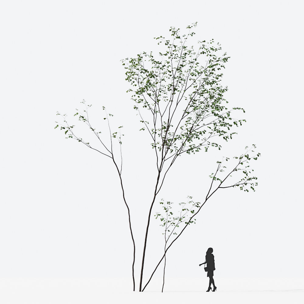 Small Tree Collection - Include GrowFX and Mesh file 3D model_67