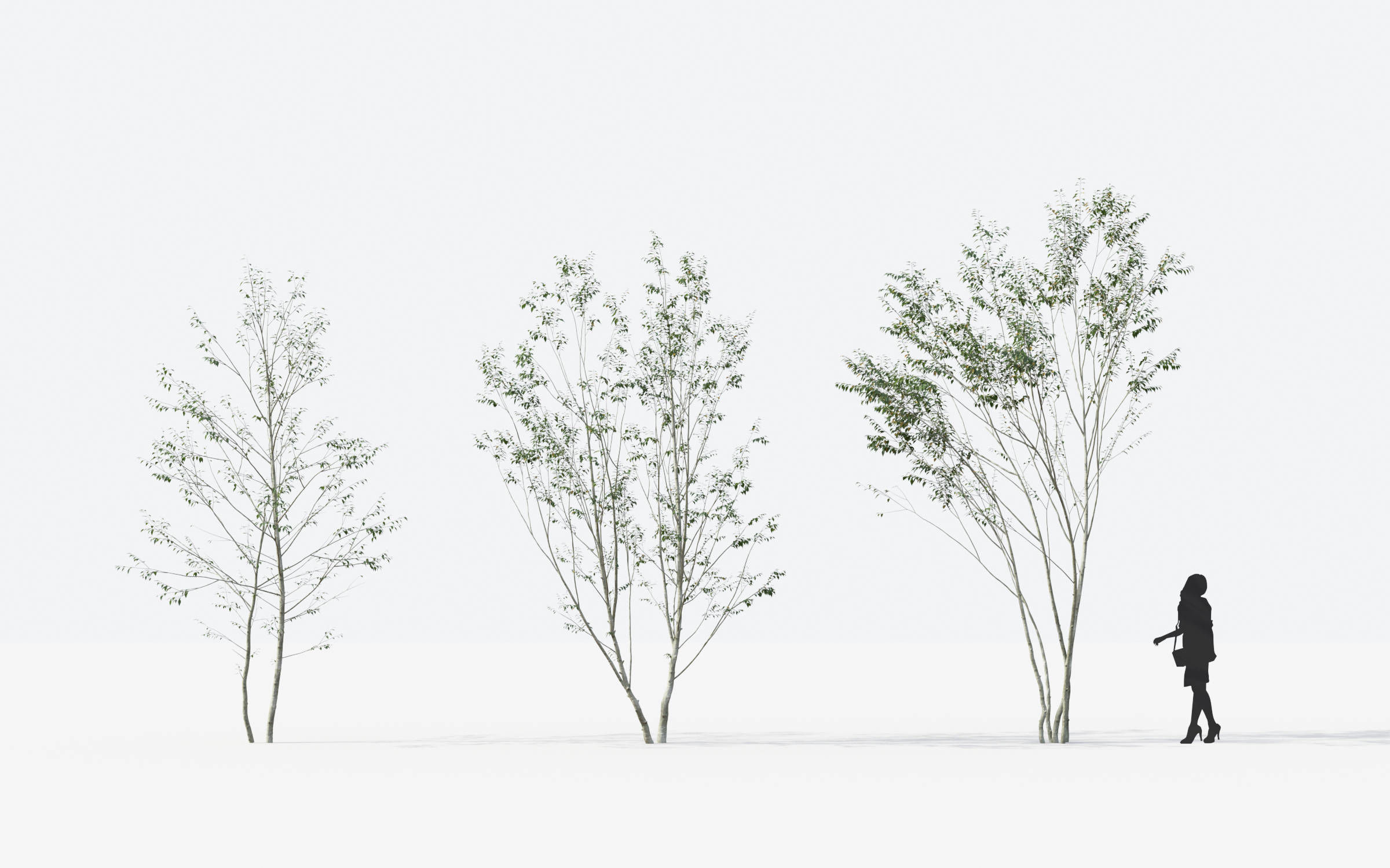 Small Tree Collection - Include GrowFX and Mesh file 3D model_53