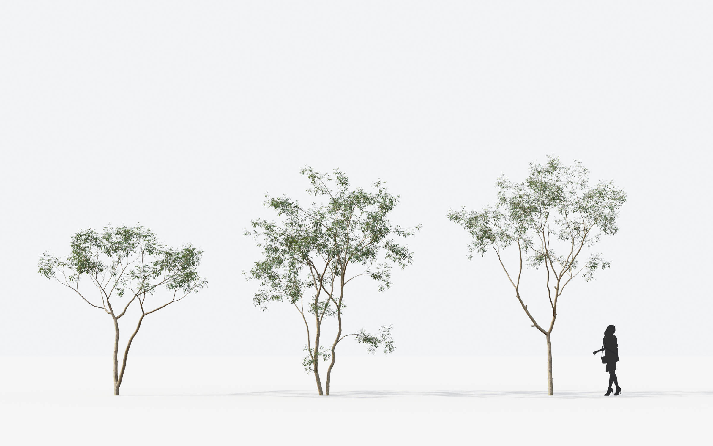 Small Tree Collection - Include GrowFX and Mesh file 3D model_49