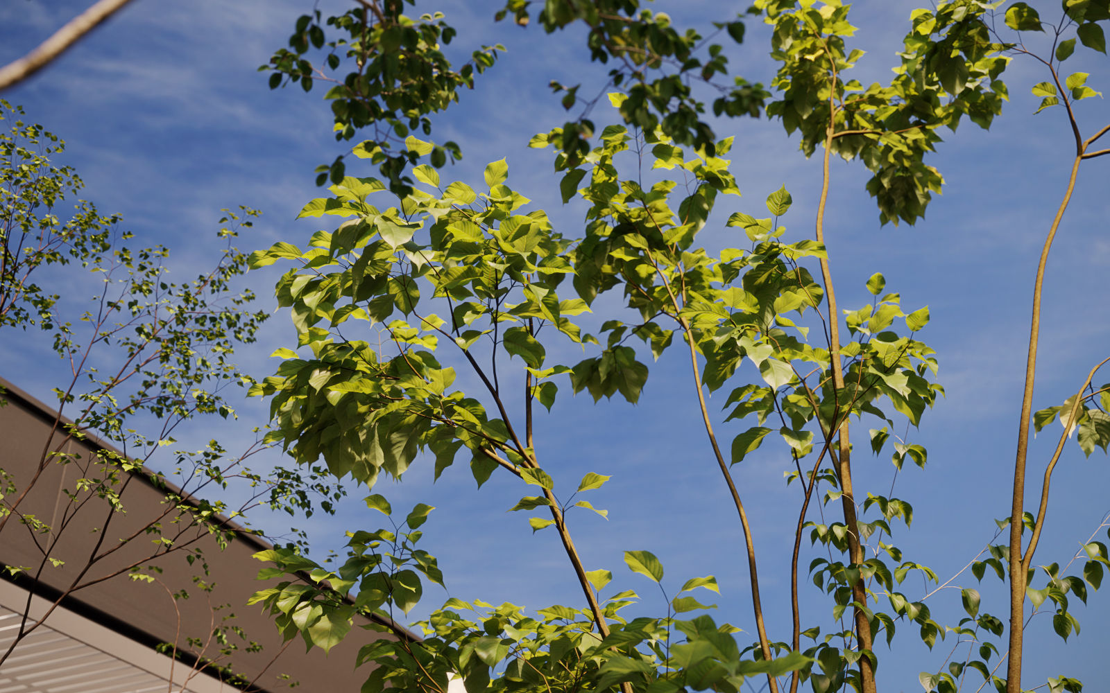 Small Tree Collection - Include GrowFX and Mesh file 3D model_4