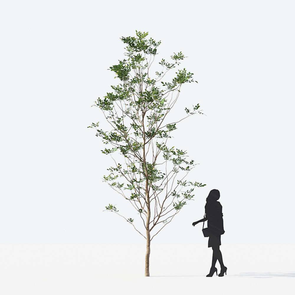 Small Tree Collection - Include GrowFX and Mesh file 3D model_16