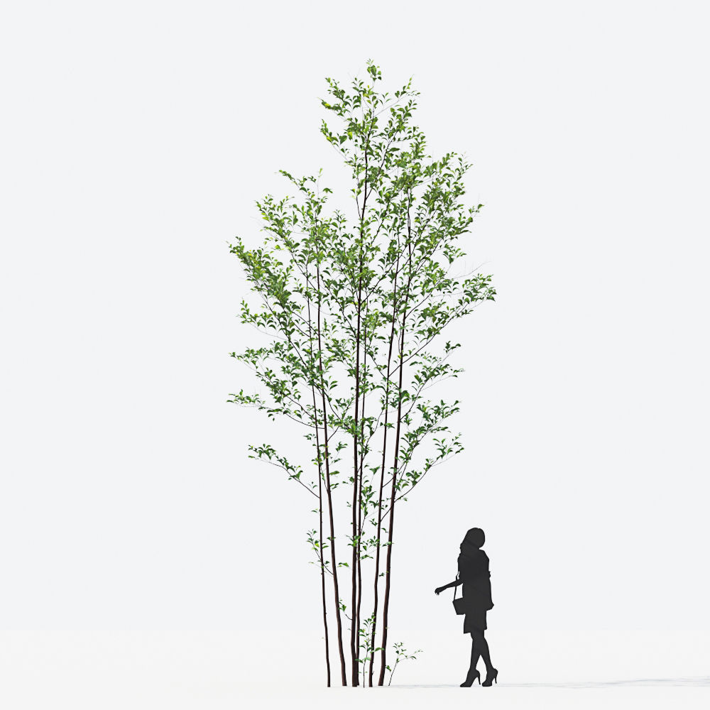 Small Tree Collection - Include GrowFX and Mesh file 3D model_27