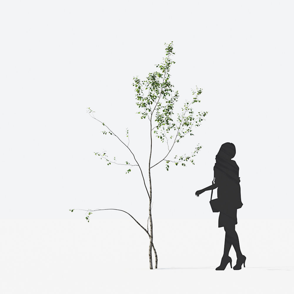 Small Tree Collection - Include GrowFX and Mesh file 3D model_22