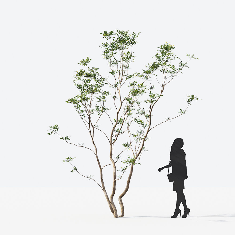 Small Tree Collection - Include GrowFX and Mesh file 3D model_15