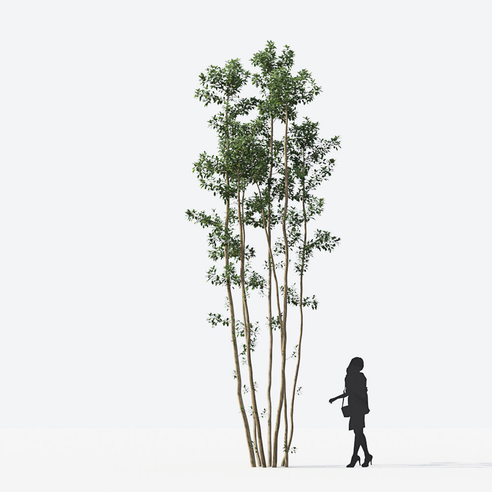 Small Tree Collection - Include GrowFX and Mesh file 3D model_64