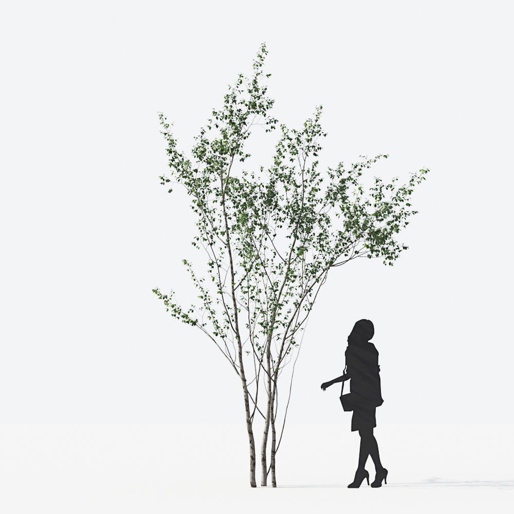 Small Tree Collection - Include GrowFX and Mesh file 3D model_23