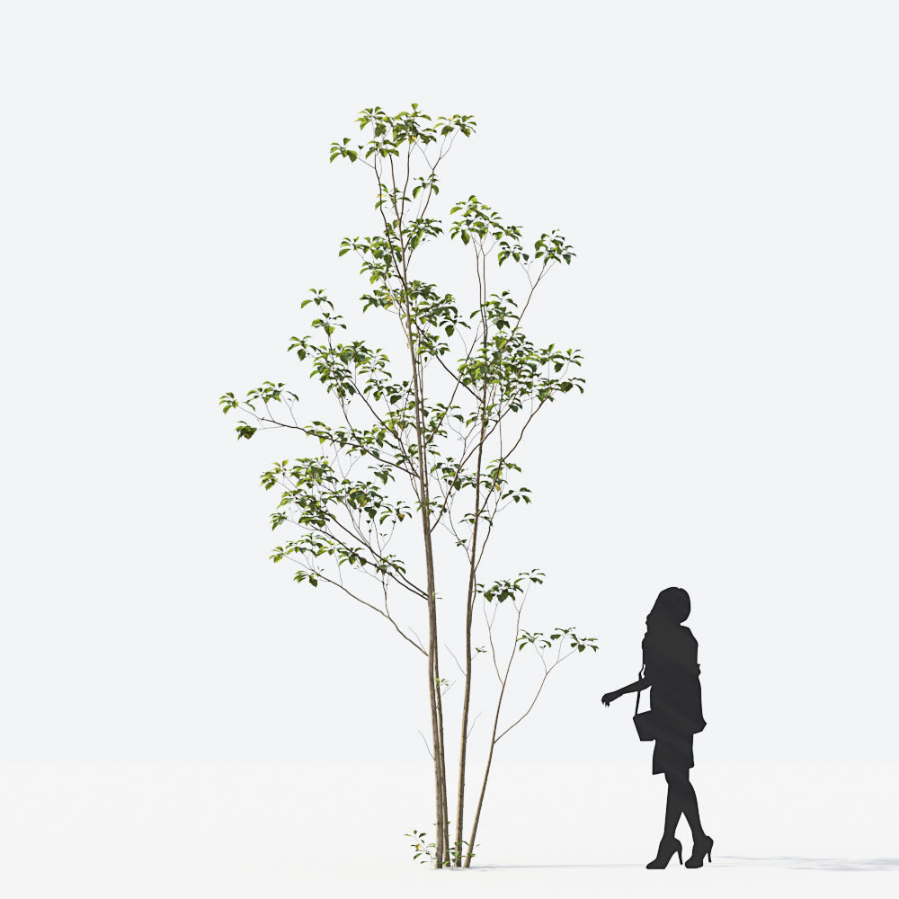 Small Tree Collection - Include GrowFX and Mesh file 3D model_43