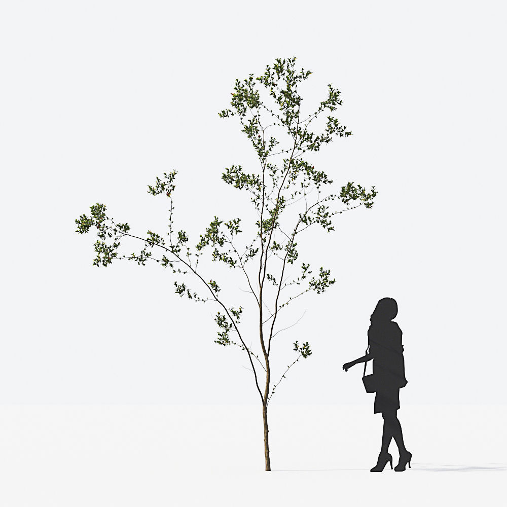 Small Tree Collection - Include GrowFX and Mesh file 3D model_10