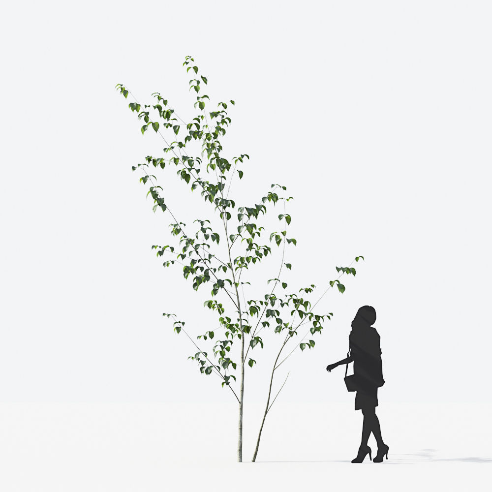 Small Tree Collection - Include GrowFX and Mesh file 3D model_18