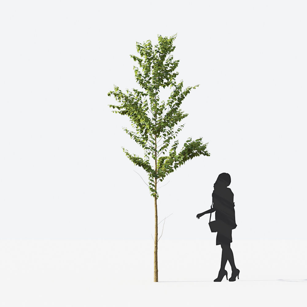 Small Tree Collection - Include GrowFX and Mesh file 3D model_30